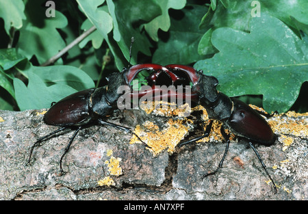 Hirschkäfer, Europäische Hirschkäfer (Lucanus Cervus), kämpfen Männchen, Österreich Stockfoto