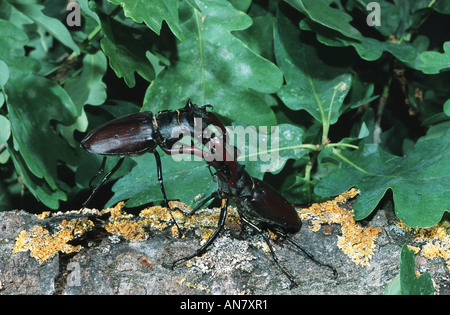 Hirschkäfer, Europäische Hirschkäfer (Lucanus Cervus), kämpfen Männchen, Österreich Stockfoto