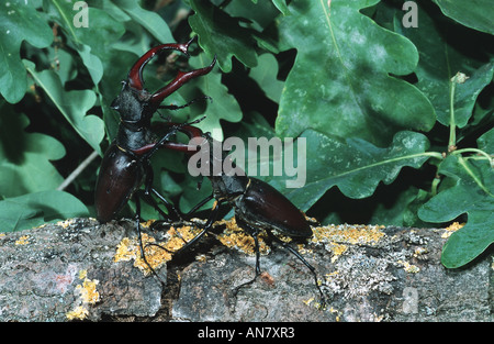 Hirschkäfer, Europäische Hirschkäfer (Lucanus Cervus), kämpfen Männchen, Österreich Stockfoto