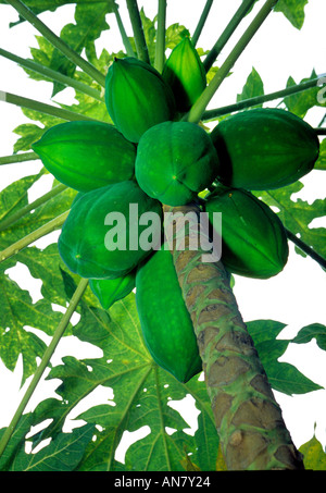 Reichlich Haufen von unreifen Papaya (Carica Papaya) Papayabaum hängen. Goa Indien Stockfoto