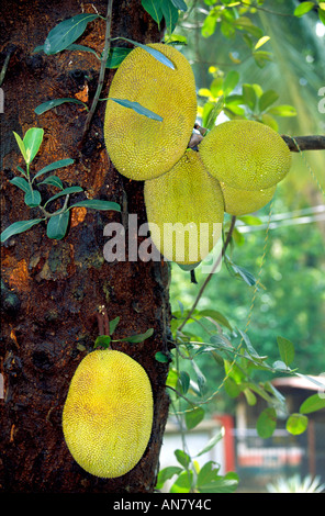 Jackfruit (Artocarpus Hetorophyllus) ist der größte Baum Früchte getragen.  Goa Indien Asien Stockfoto