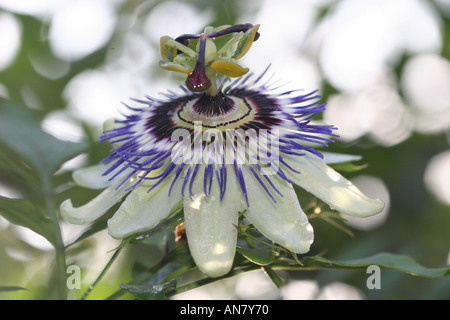 Blühende Passiflora ergibt Blütenblätter Pollen sich auf einem strahlend sonnigen Sommertag Stockfoto