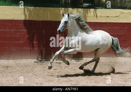 Lusitanische Pferd (Equus Przewalskii F. Caballus), Rennen, Portugal Stockfoto