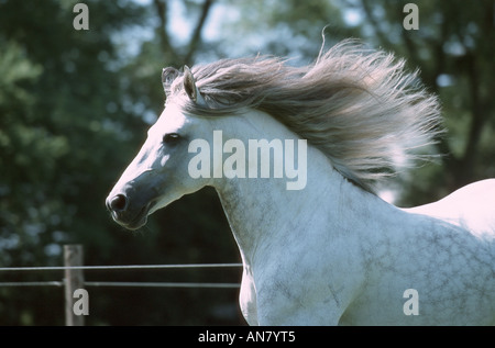 Lusitanische Pferd (Equus Przewalskii F. Caballus), Rennen Stockfoto