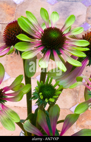 Echinacea purpurea 'Green Twister "aufregende Neue coneflower Farbe Farben Nahaufnahme von Blumen mehrjährig Stockfoto