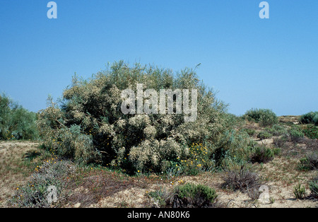 Weiße Besen, Bridal Ginster (Genista Monosperma, Retama Monosperma, Lygos Monosperma), blühenden Strauch, Portugal, Algarve Stockfoto