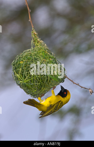 Südlichen maskierte Weber Ploceus Velatus erwachsenen männlichen Nestbau Etosha Nationalpark Namibia November Stockfoto