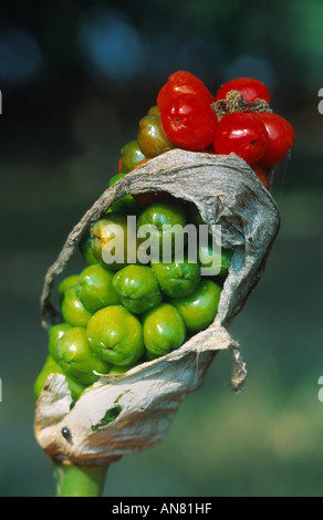 Italienische Lords-and-ladies, italienische Arum (Arum unsere), infrutescence Stockfoto