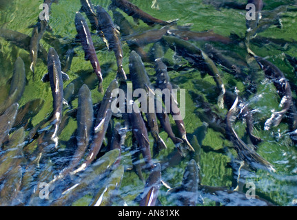 Migrieren von Lachs an Robertson Creek Fish Hatchery Port Alberni Vancouver Island Kanada Stockfoto