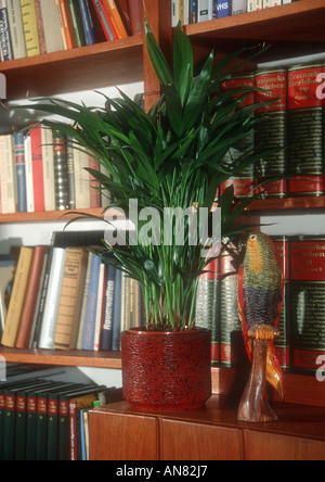 Schmetterling, Palm, Madagaskar-Palme, Areca Palme (Chrysalidocarpus Lutescens, Areca Lutescens), Topfpflanze vor einem Bücherregal Stockfoto