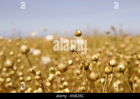 gemeinsame Flachs (Linum Usitatissimum), Flachs Feld im Sommer, Reife Früchte, Frankreich, Picardie Stockfoto