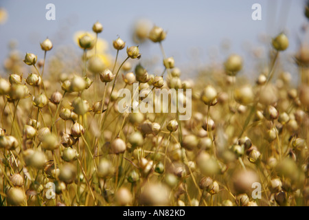 gemeinsame Flachs (Linum Usitatissimum), Flachs Feld im Sommer, Reife Früchte, Frankreich, Picardie Stockfoto