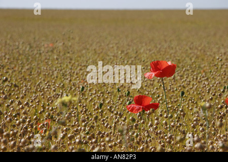 gemeinsame Flachs (Linum Usitatissimum), Flachs Feld im Sommer mit gemeinsamen Mohn, Papaver Rhoes, Frankreich, Picardie Stockfoto