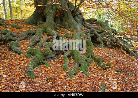 Wurzeln von einem Buche Baum Whippendell Woods Watford ausgesetzt Stockfoto