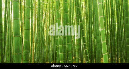 Bambuswald am Sagano Arashiyama in der Nähe von Kyoto, Japan Stockfoto