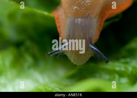 GROßE schwarze Schnecke Arion Ater weiß oder orange Form auf Salat Stockfoto