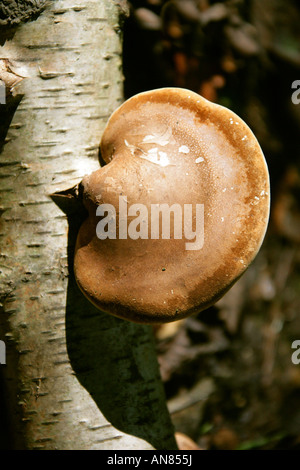 Birken Sie-Polypore oder Razorstrop Pilz, Piptoporus Betulinus, Fomitopsidaceae. Stockfoto