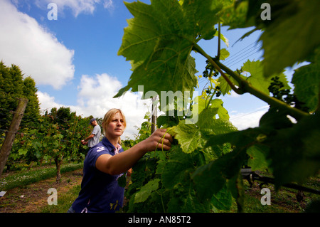 Weinberge in Plumpton College East Sussex wird tendenziell von Laura Brown und Rory MacPherson Stockfoto