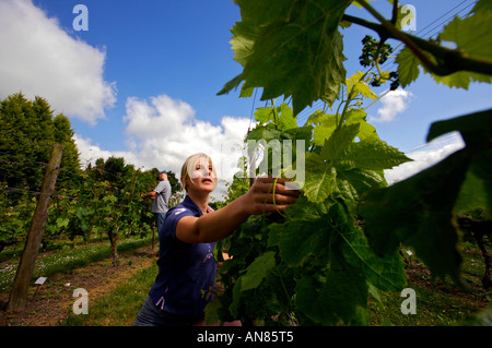 Weinberge in Plumpton College East Sussex wird tendenziell von Laura Brown und Rory MacPherson Stockfoto