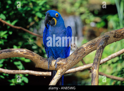 Eines der Hyazinth Aras an der Nashville Zoo in Grassmere, Nashville, Tennessee, USA Stockfoto