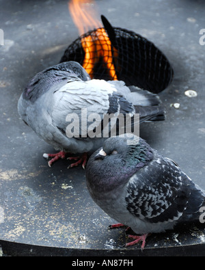 Tauben, wärmten sich auf einer offenen Feuerstelle auf Daley Plaza an einem kalten Dezember-Nachmittag in der Innenstadt von Chicago Illinois USA Stockfoto