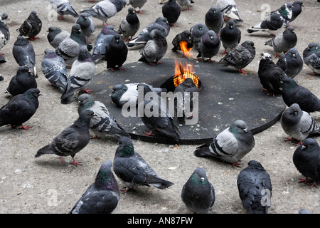 Tauben, wärmten sich auf einer offenen Feuerstelle auf Daley Plaza an einem kalten Dezember-Nachmittag in der Innenstadt von Chicago Illinois USA Stockfoto