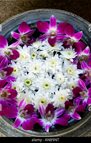 Lotus und Orchideen Blumen in einer Porzellanvase Stockfoto