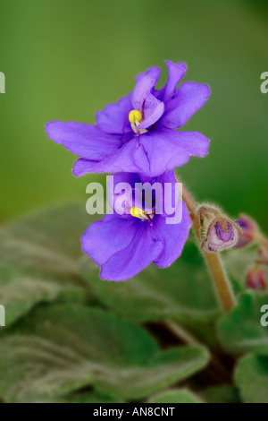 Violette Blume, Viola odorata Stockfoto