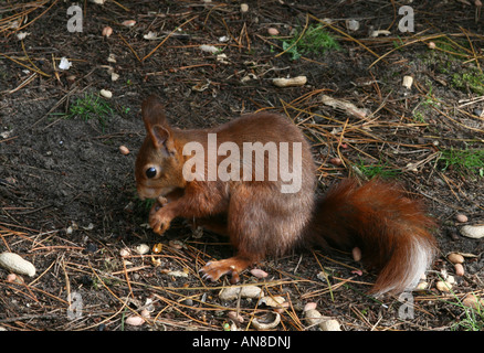 Europäische Eichhörnchen in Formby Punkt Kiefernwald, Merseyside, England. Stockfoto