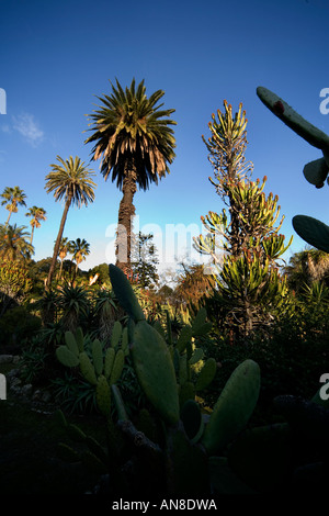 Lissabon PORTUGAL Palmen und viele Sorten von Kakteen im Jardim Botanico botanischen Garten Stockfoto