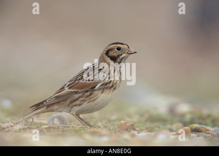 Lappland Bunting Calcarius Lapponicus Futtersuche am Meer Ufer Salthouse Norfolk Stockfoto