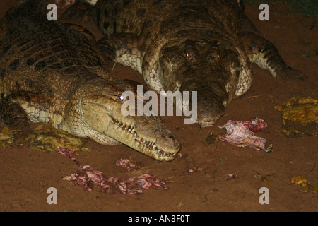 Kenia Samburu National Reserve Kenia Nile River Krokodil Crocodylus Niloticus am Flussufer in der Nacht Stockfoto