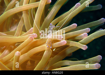 Anemone shrimp Ancylomenes tosaensis auf herrlichen Seeanemone Heteractis magnifica Dumaguete Negros Philippinen Stockfoto