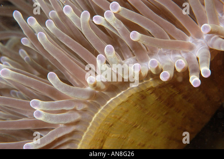 Herrliche Seeanemone Heteractis Magnifica Dumaguete Negros Philippinen Stockfoto