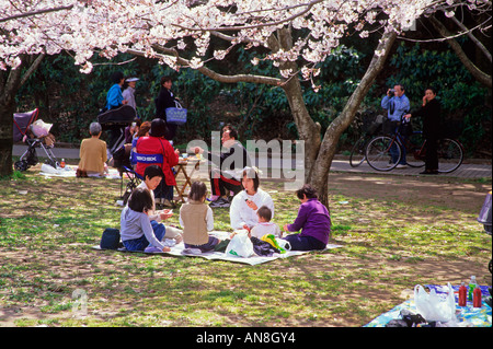 Cherry Blossom-Anzeige-Picknick in Chiba-Japan-Asien Stockfoto