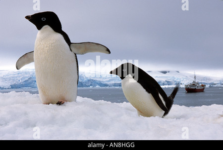 Paar Adele Pinguine der Antarktis Stockfoto