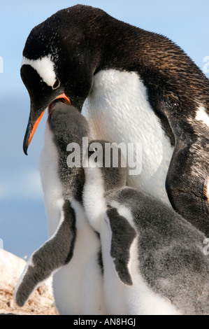 Antarktis Gentoo Penguin Erwachsenen- und Küken Stockfoto