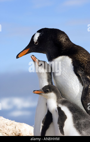 Antarktis Gentoo Penguin Erwachsenen- und Küken Stockfoto