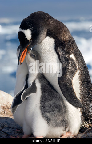 Antarktis Gentoo Penguin Erwachsenen- und Küken Stockfoto