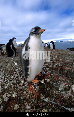 Antarktis Gentoo Pinguinkolonie Küken Stockfoto