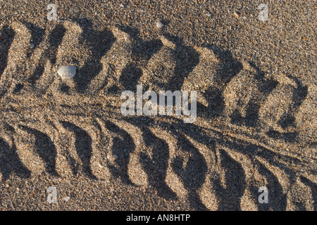 Tracks von einem frisch geschlüpften Lederschildkröte Stockfoto