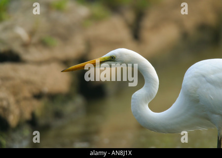 Kopf und Hals Nahaufnahme der Silberreiher (Egretta Ardea Alba) Stockfoto