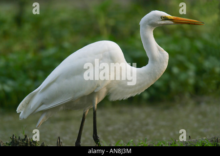 Silberreiher (Egretta Ardea Alba) Stockfoto