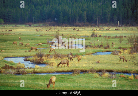 Elch im Moraine Park, Rocky Mountain Nationalpark, Estes Park, Colorado, USA Stockfoto