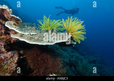 Taucher beobachtet Korallen und Haarsterne Apo Island marine Reserve Philippinen Visayasmeer Stockfoto