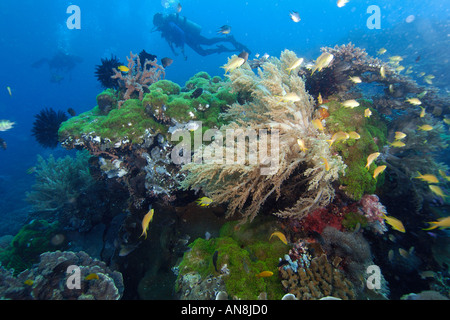 Taucher entdecken Sie unterschiedlichste Korallenriff Apo Island marine Reserve Philippinen Visayasmeer Stockfoto