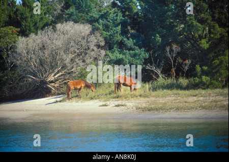 Wilde Pferde auf Karotte Insel, Beaufort, North Carolina, USA Stockfoto