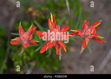 Blume, Nahaufnahme Stockfoto