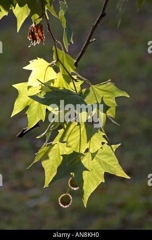 London-Flugzeug-Platanus X hispanica verlässt Hintergrundbeleuchtung Central London UK Stockfoto