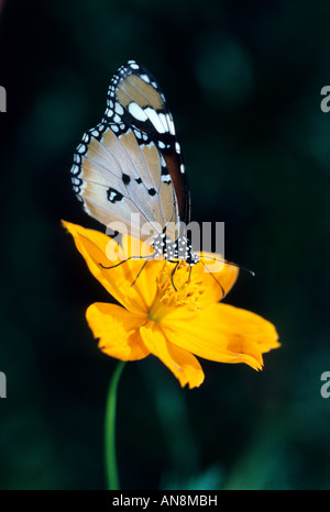 Schmetterling auf Blume Dominica Stockfoto